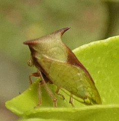 Ceresa ustulata
