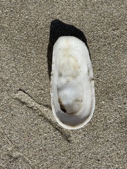 Scutus antipodes