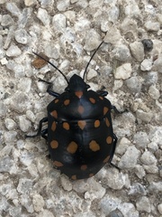 Pachycoris klugii