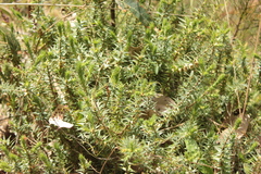 Melichrus urceolatus