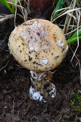 Amanita junquillea