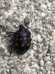 Pachycoris klugii