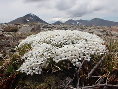 Veronica pulvinaris