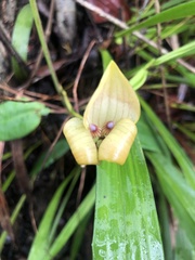 Maxillaria egertoniana
