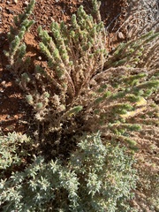 Dissocarpus paradoxus