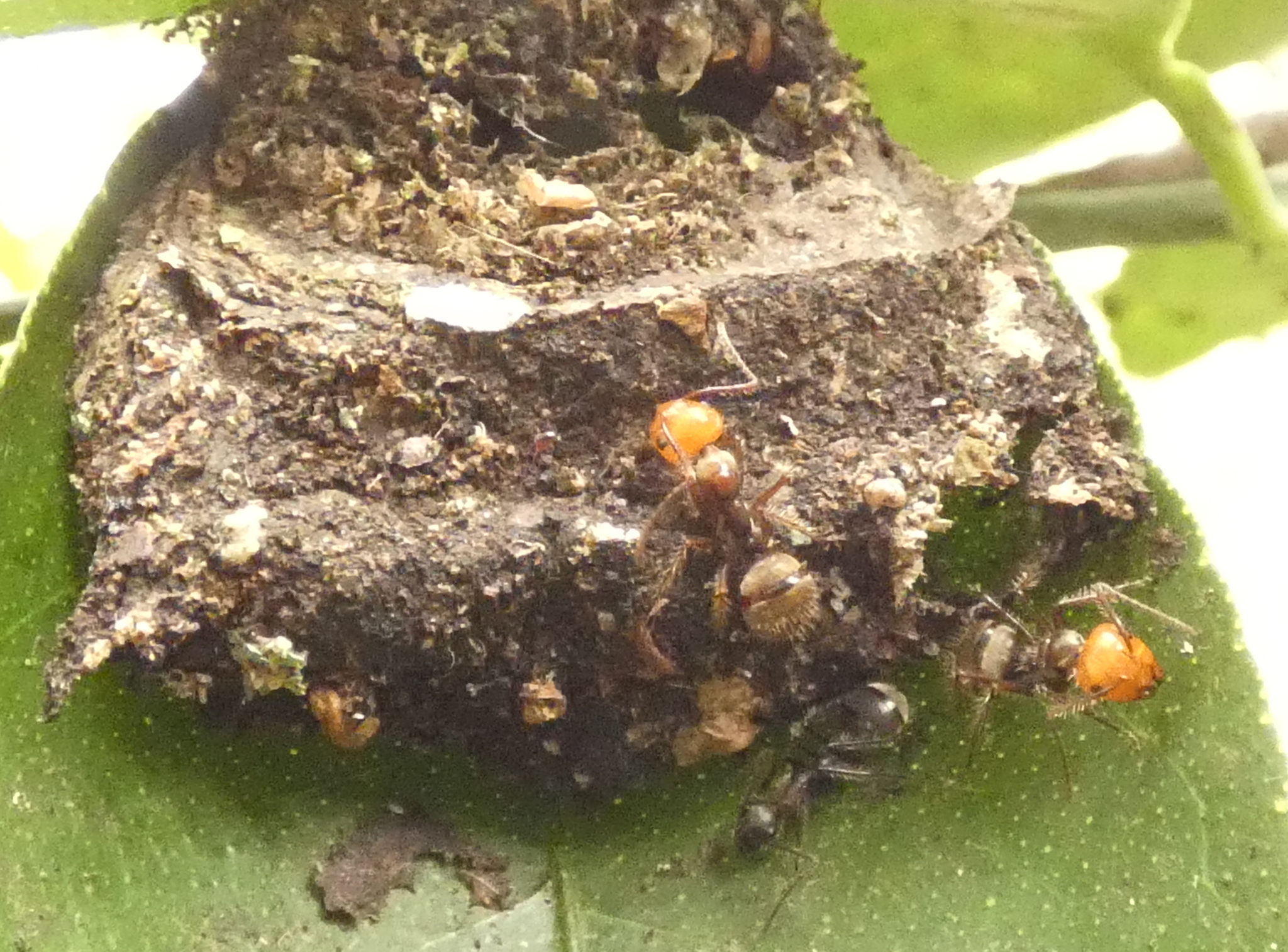 Myrmosphincta
