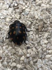 Pachycoris klugii