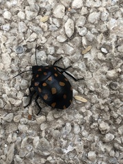 Pachycoris klugii