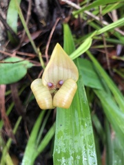 Maxillaria egertoniana
