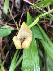 Maxillaria egertoniana