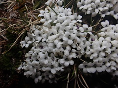 Veronica pulvinaris