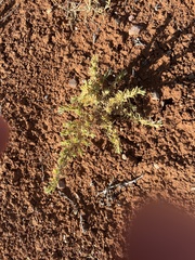 Enchylaena tomentosa