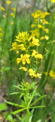 Sisymbrium loeselii