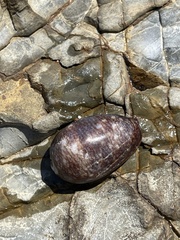 Monetaria caputserpentis