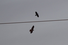 Corvus