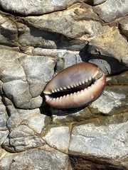 Monetaria caputserpentis