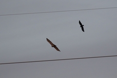 Corvus