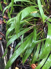 Maxillaria egertoniana