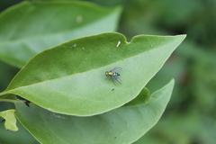 Condylostylus longicornis
