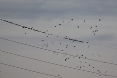 Columba livia domestica