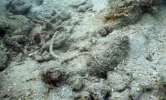 Corythoichthys haematopterus