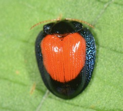Calyptocephala discoidea