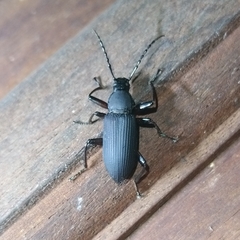 Tenebrionini
