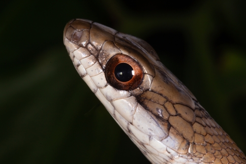 Salmon-bellied Racer