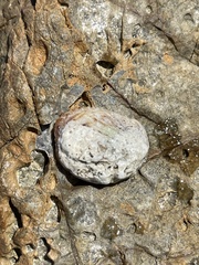 Bostrycapulus pritzkeri