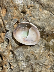 Bostrycapulus pritzkeri