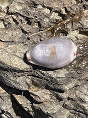 Purpuradusta gracilis