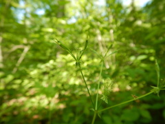 Osmorhiza longistylis