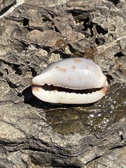 Purpuradusta gracilis