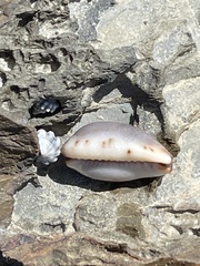 Purpuradusta gracilis