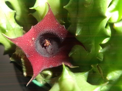 Huernia schneideriana