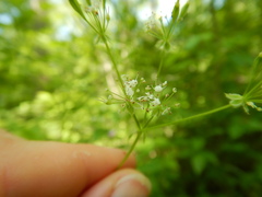 Osmorhiza longistylis