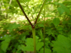 Osmorhiza longistylis