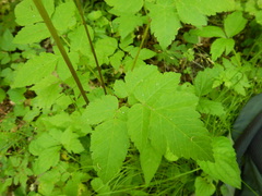 Osmorhiza longistylis