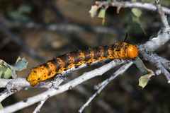 Anisota oslari