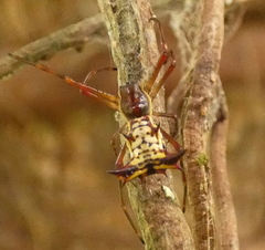 Micrathena fissispina
