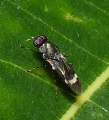 Euryneura