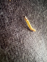 Tineola bisselliella