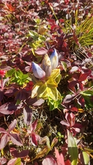 Gentiana platypetala