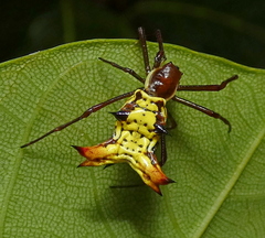 Micrathena fissispina