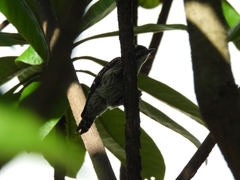 Yungipicus moluccensis