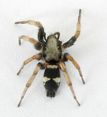 Sergiolus