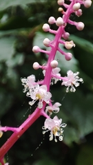 Phytolacca rivinoides