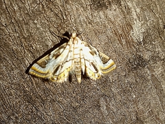 Acentropinae