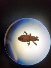 Steremnius carinatus