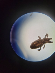 Steremnius carinatus
